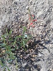 Penstemon centranthifolius, photograph author not stated, no rights reserved