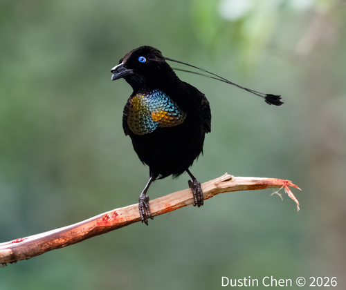 Parotia lawesii observed 2026-06-20
