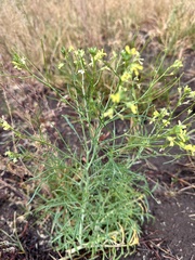 Sisymbrium altissimum, photograph author not stated, no rights reserved