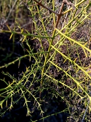 Retanilla trinervia, photograph (c) Álvaro Ibaceta R., some rights reserved (CC BY)