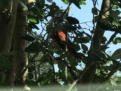 Piranga rubra