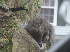 Sciurus carolinensis
