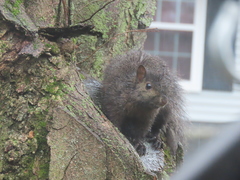 Sciurus carolinensis