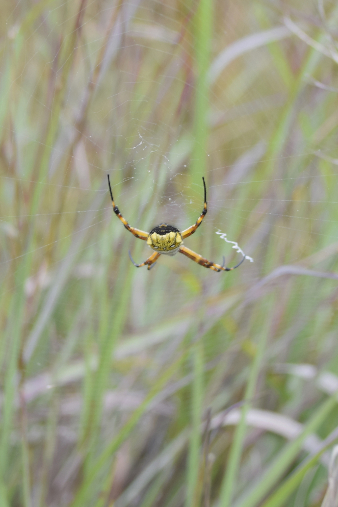 Argiope image
