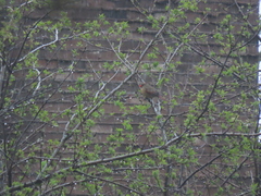 Cardinalis cardinalis