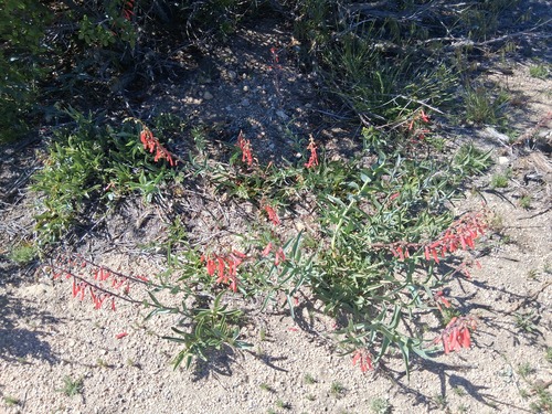 Penstemon centranthifolius, photograph 4