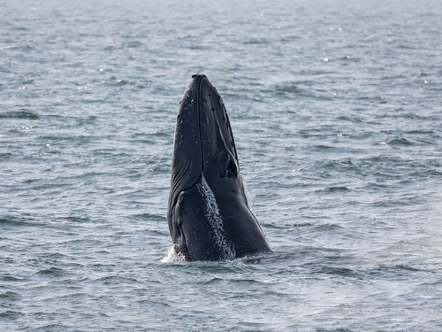 Humpback Whale photographed in Maine