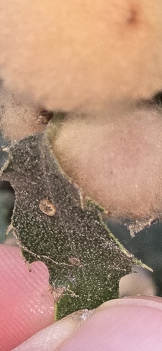 iNaturalist observation photo of Urn Gall Wasp