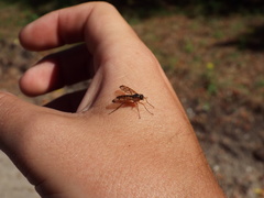 Rhagio albicornis