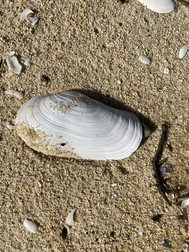 Panopea zelandica observed 2026-07-14