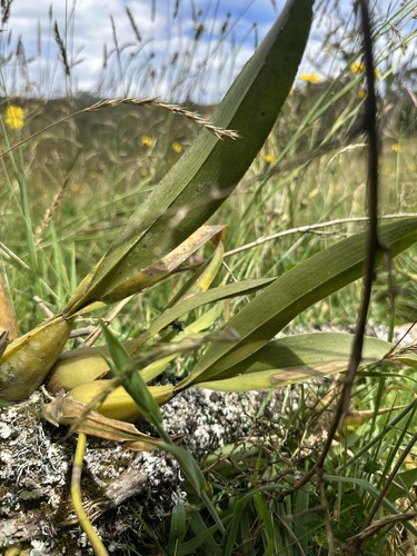 Oncidium ornithorhynchum, photograph 4