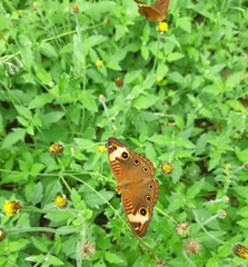 Junonia zonalis