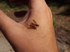 Rhagio albicornis