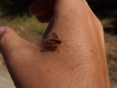 Rhagio albicornis