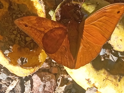 Orange Owl-butterfly (Opsiphanes boisduvallii)