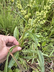 Rumex salicifolius