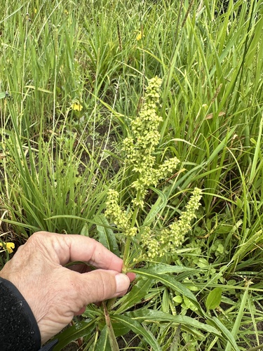 Rumex salicifolius, photograph 2