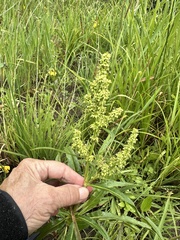 Rumex salicifolius, photograph author not stated, no rights reserved