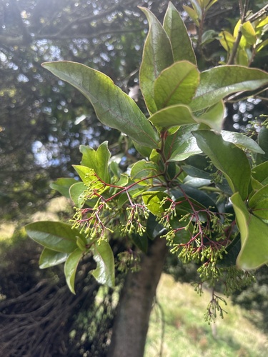 Aiouea dubia, photograph 5