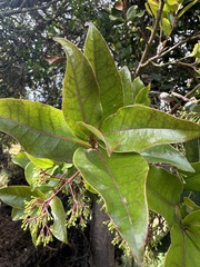 White Cinnamon (Aiouea dubia)