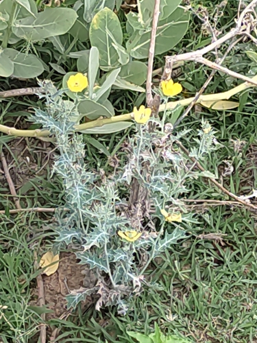 Mexican prickly poppy