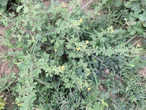 Asian Spiderflower