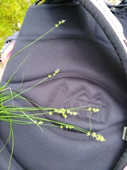 Carex retroflexa
