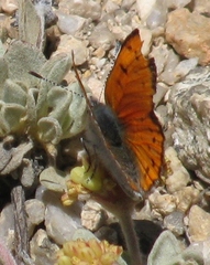 Lycaena cupreus