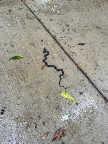 Featured image for “Western Ratsnake”