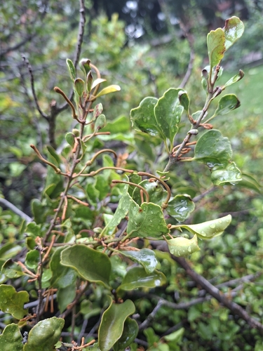 Taxillus chinensis observed 2026-07-14