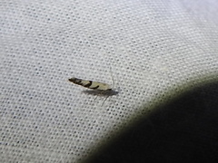 Argyresthia austerella