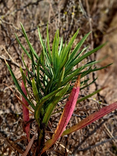 Lobelia excelsa, photograph 3