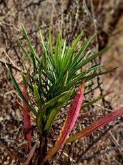 Lobelia excelsa, photograph (c) Álvaro Ibaceta R., some rights reserved (CC BY)