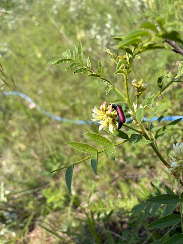 Nuttall's blister beetle
