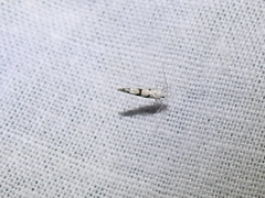 Argyresthia austerella