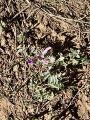 Astragalus shortianus