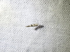 Argyresthia austerella