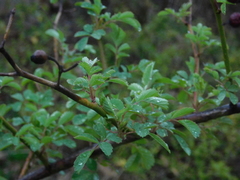 Rosa multiflora