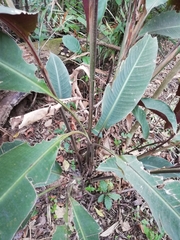 Heliconia metallica