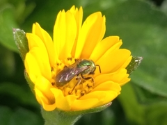 Augochlora aurifera