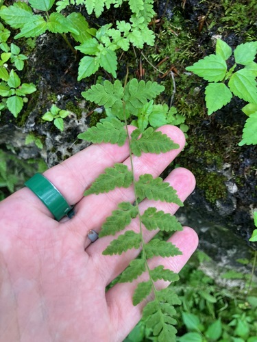 Cystopteris tennesseensis, photograph 5