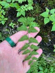 Cystopteris tennesseensis, photograph (c) toad-wife, some rights reserved (CC BY)