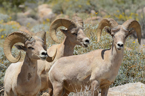 Desert Bighorn Sheep