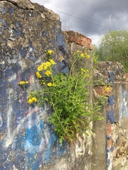 Senecio squalidus