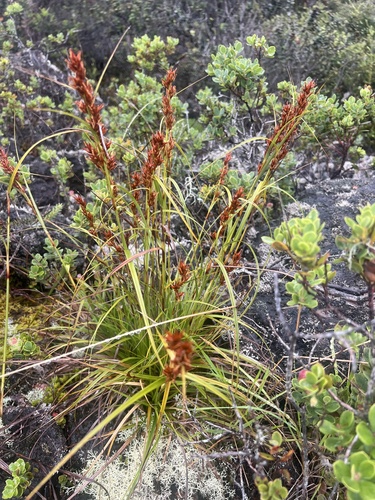 Morelotia gahniiformis observed 2026-07-13