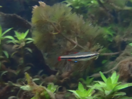 Anomalous pencilfish (Nannostomus beckfordi) — Lebiasinidae — 5