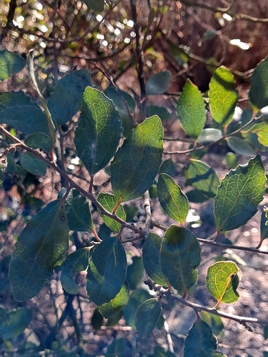 Azara celastrina