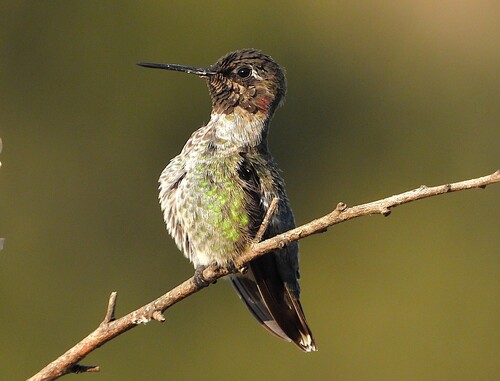 iNaturalist observation photo of Anna's Hummingbird