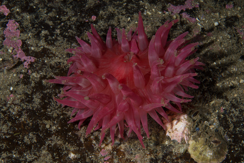 Urticina eques