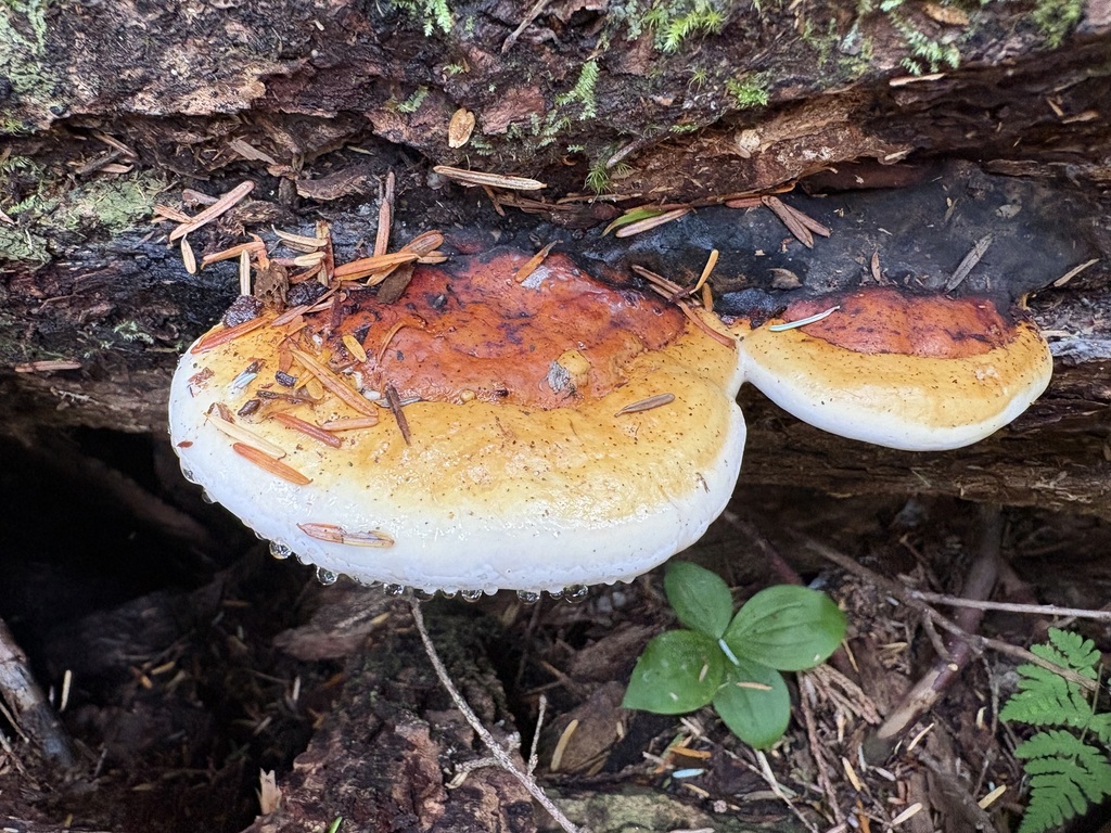 Northern Red Belt · July 2026 · photo: Photo: (c) sylbobaggins, some rights reserved (CC BY) · iNaturalist